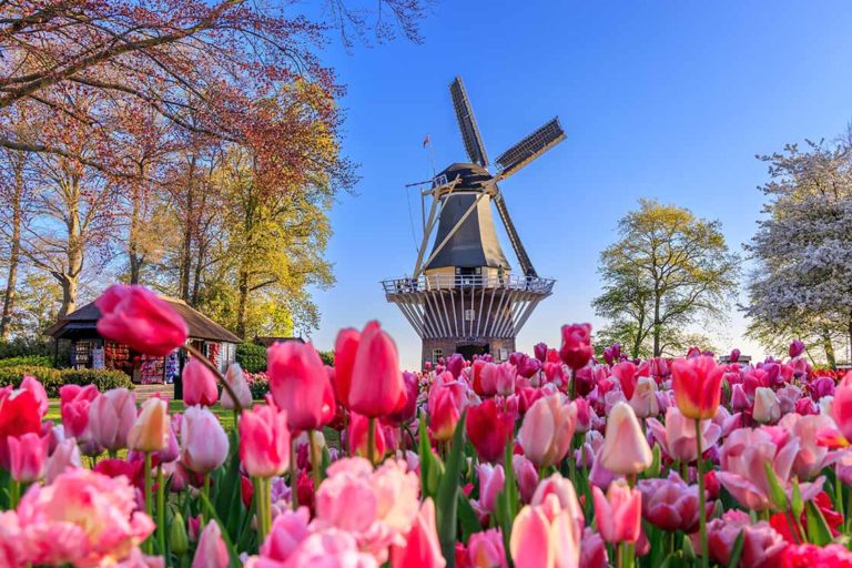 Keukenhof - tulips and windmill